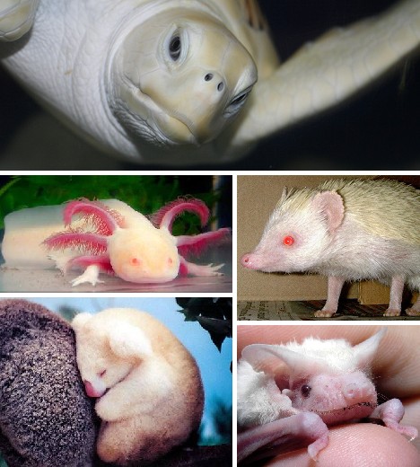 Albinism Animals