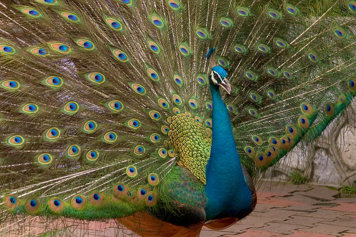 Worlds Most Beautiful BirdPeacock