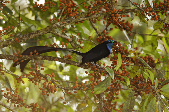 Beautiful birds