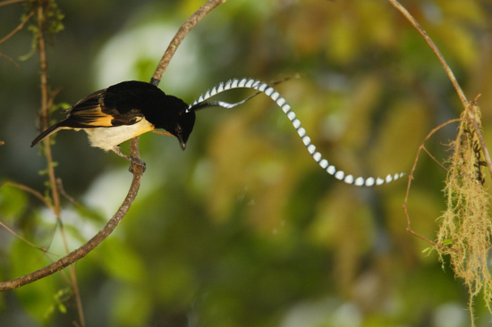 Beautiful birds