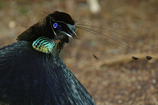 Beautiful birds