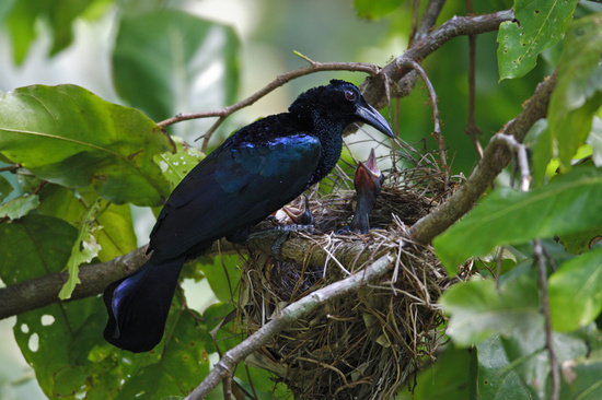 Beautiful birds