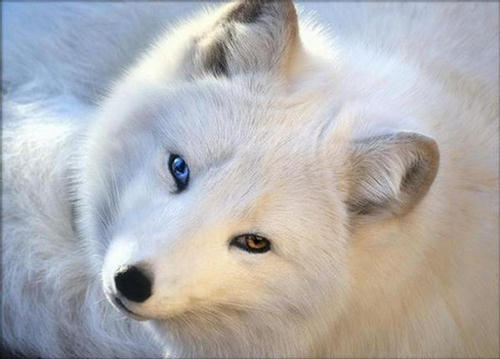 Nao              136106,xcitefun-arctic-fox-1