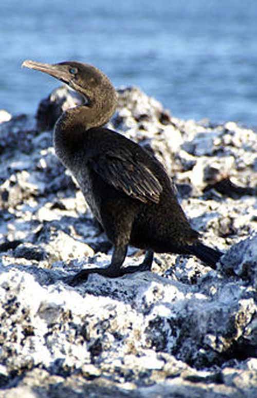 Nine Spectacular and Unique Flightless Birds in the World - XciteFun.net