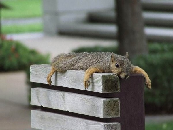 http://img.xcitefun.net/users/2010/01/145690,xcitefun-squirrel.jpg