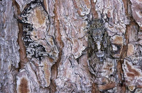 Great Animal Camouflage