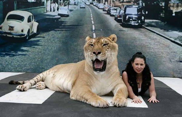 Fat Liger