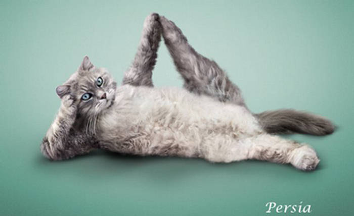 How has everyone been doing lately ? - Page 11 147452,xcitefun-yoga-cat-02