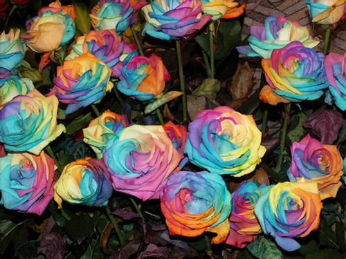 148332,xcitefun-rainbow-roses-by-peter-van-de-werken-03.jpg