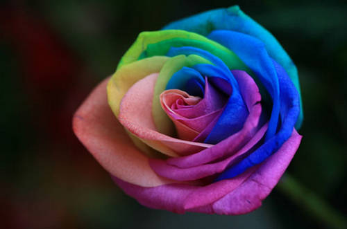 148334,xcitefun-rainbow-roses-by-peter-van-de-werken-01.jpg