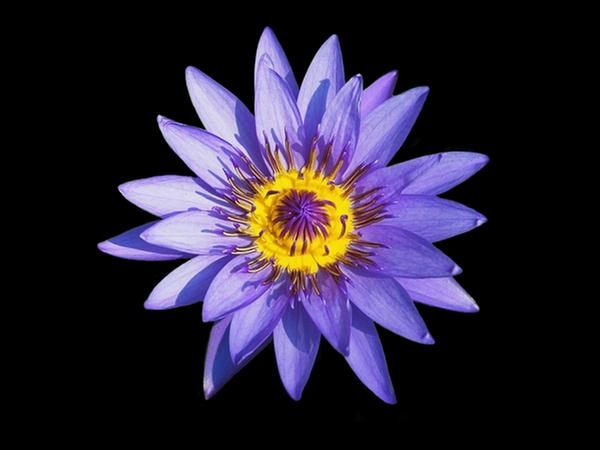 Posted Image