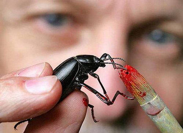 Amazing Cockroach