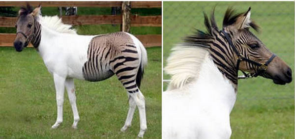 Strange Hybrid Animals