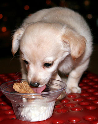 Puppies Eating Ice Cream 159213,xcitefun-puppies-eating-ice-cream-9