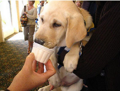 Puppies Eating Ice Cream 159214,xcitefun-puppies-eating-ice-cream-8