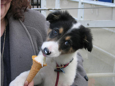 Puppies Eating Ice Cream 159216,xcitefun-puppies-eating-ice-cream-6
