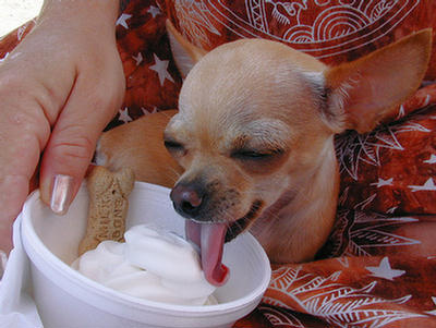 Puppies Eating Ice Cream 159217,xcitefun-puppies-eating-ice-cream-5