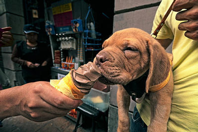 Puppies Eating Ice Cream 159218,xcitefun-puppies-eating-ice-cream-4
