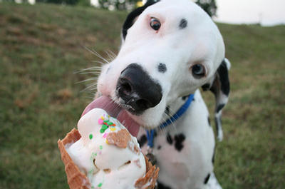 Puppies Eating Ice Cream 159219,xcitefun-puppies-eating-ice-cream-3