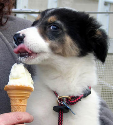 Puppies Eating Ice Cream 159220,xcitefun-puppies-eating-ice-cream-2