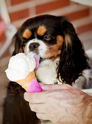Puppies Eating Ice Cream 159221,xcitefun-puppies-eating-ice-cream-1
