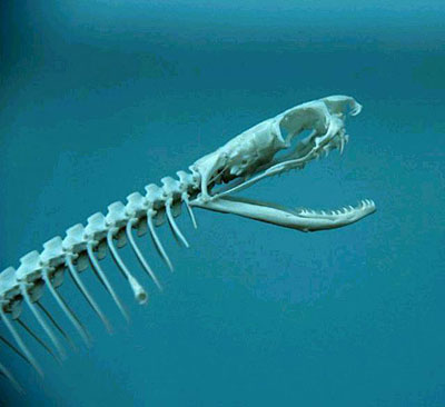 عظام افاعى 160580,xcitefun-snake-10