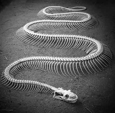 عظام افاعى 160581,xcitefun-snake-9