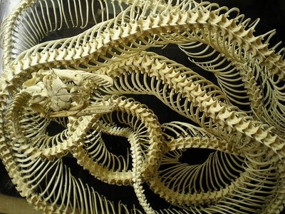 عظام افاعى 160583,xcitefun-snake-7
