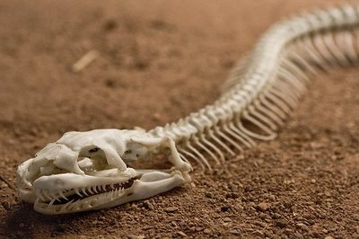 عظام افاعى 160585,xcitefun-snake-5