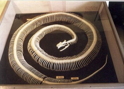 عظام افاعى 160587,xcitefun-snake-3