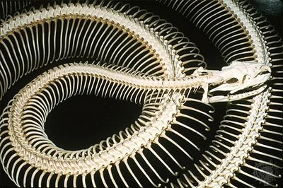 عظام افاعى 160589,xcitefun-snake-1