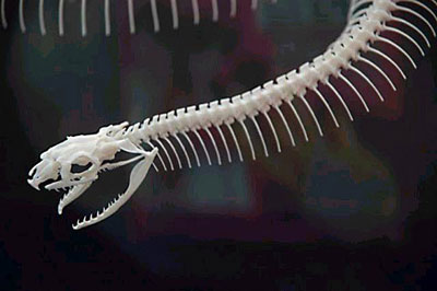 عظام افاعى 160590,xcitefun-snake-15