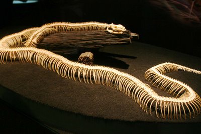 عظام افاعى 160591,xcitefun-snake-14