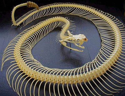عظام افاعى 160592,xcitefun-snake-13