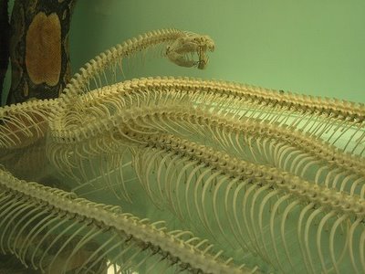 عظام افاعى 160593,xcitefun-snake-12