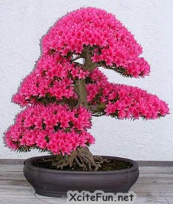 Bonsai Trees on Post Subject Pink Soft Shade Bonsai Tree Pink Soft Shade Bonsai Tree
