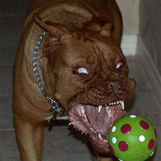 World s Scariest Dog XciteFun