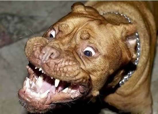 World s Scariest Dog