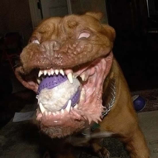 World's Scariest Dog