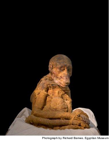 Unusual mummies of animals