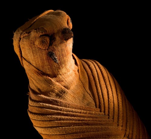 Unusual mummies of animals