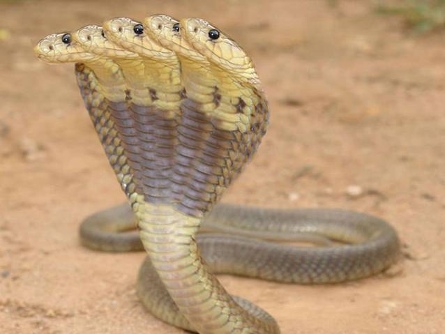 a-snake-found-with-5-heads-xcitefun