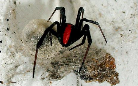 australia deadly spiders