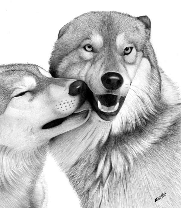 Realistic Animal Drawings XciteFun