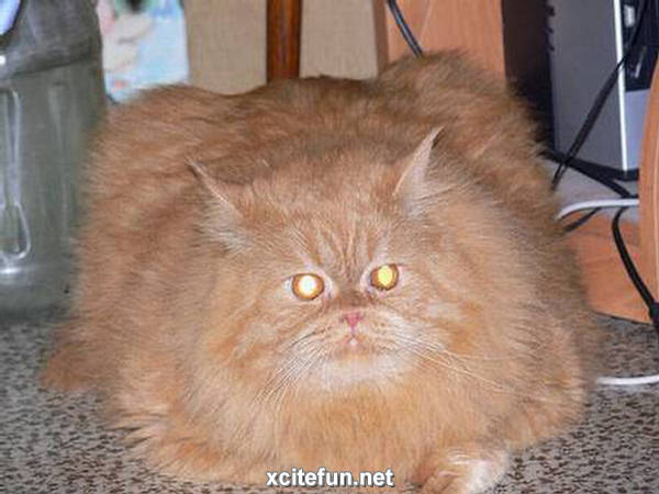 funny fat cat pictures. Fantastic Funny Fat Cats