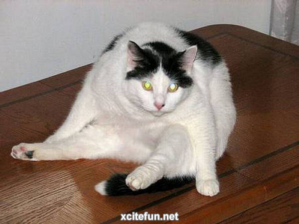 Fantastic Funny Fat Cats - XciteFun.net