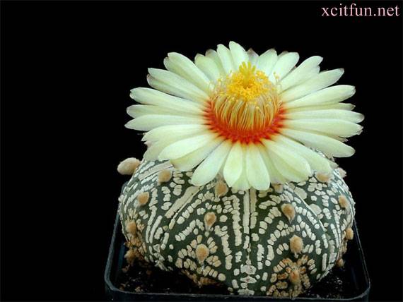 Beautiful Cactus