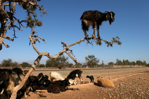 Pictures Of Goats Being Crazy