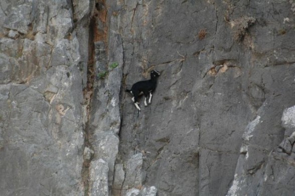 Pictures Of Goats Being Crazy