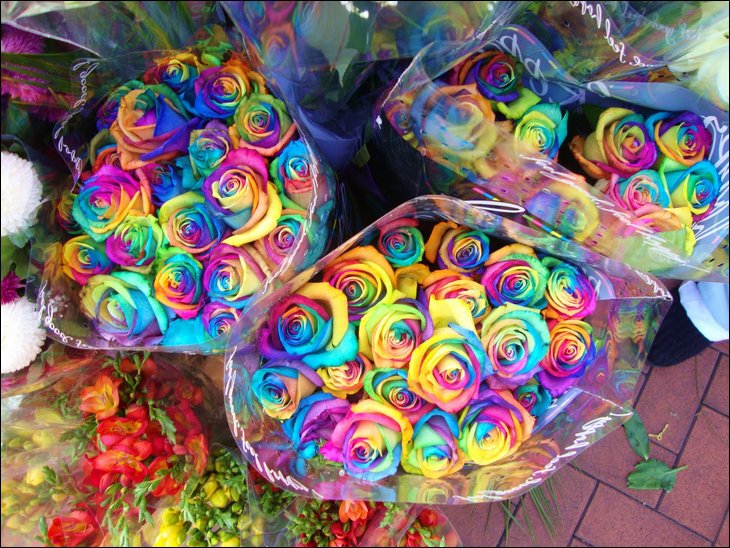 ورود القوس قزح اهديها للمنتديات ابطال الكرة الرسميه 189793,xcitefun-rainbow-roses-10